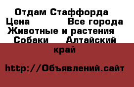 Отдам Стаффорда › Цена ­ 2 000 - Все города Животные и растения » Собаки   . Алтайский край